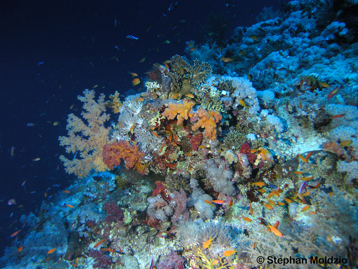 PER1 Pseudanthias taeniatus PB241563.jpg